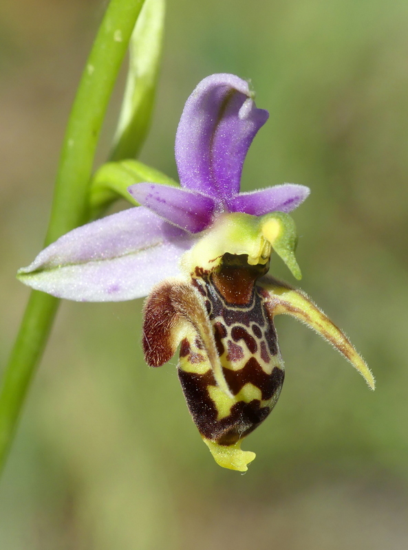 Ophrys tardive e altre orchidee in Epiro - Grecia settentrionale  22_30 maggio 2024.